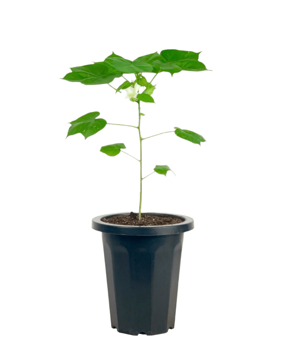 Cotton Plant - Large - Potted plant - POTT - SMAL - 5499 - Tumbleweed Plants - Online Plant Delivery Singapore