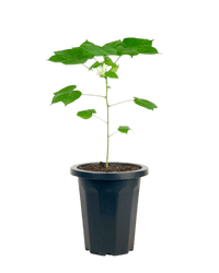 Cotton Plant - Large - Potted plant - POTT - SMAL - 5499 - Tumbleweed Plants - Online Plant Delivery Singapore