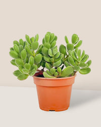 Cotyledon Tormentosa - grow pot - Potted plant - Tumbleweed Plants - Online Plant Delivery Singapore