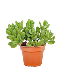 Cotyledon Tormentosa - grow pot - Potted plant - Tumbleweed Plants - Online Plant Delivery Singapore