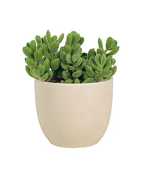 Cotyledon Tormentosa - grow pot - Potted plant - Tumbleweed Plants - Online Plant Delivery Singapore