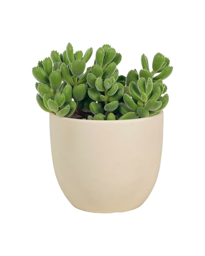 Cotyledon Tormentosa - grow pot - Potted plant - Tumbleweed Plants - Online Plant Delivery Singapore