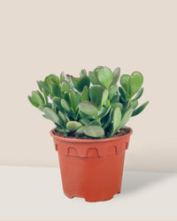 Crassula Ovata - Jade Plant - grow pot - Potted plant - Tumbleweed Plants - Online Plant Delivery Singapore