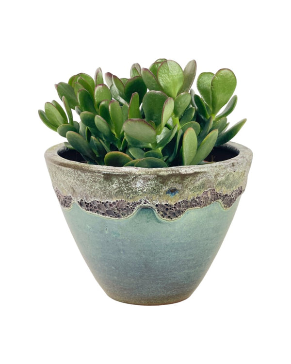 Crassula Ovata - Jade Plant - grow pot - Potted plant - Tumbleweed Plants - Online Plant Delivery Singapore