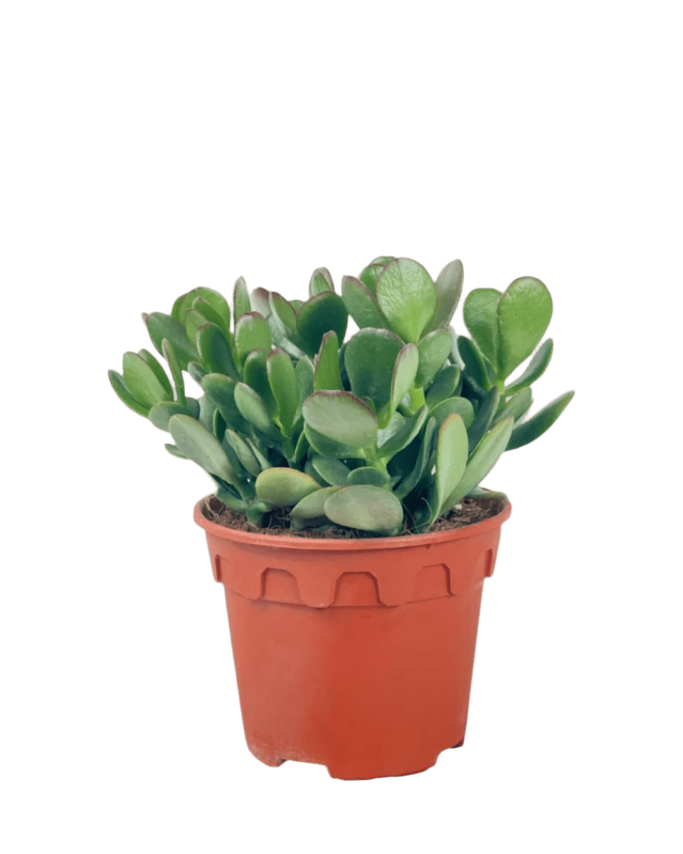 jade plant online Crassula Ovata - Jade Plant