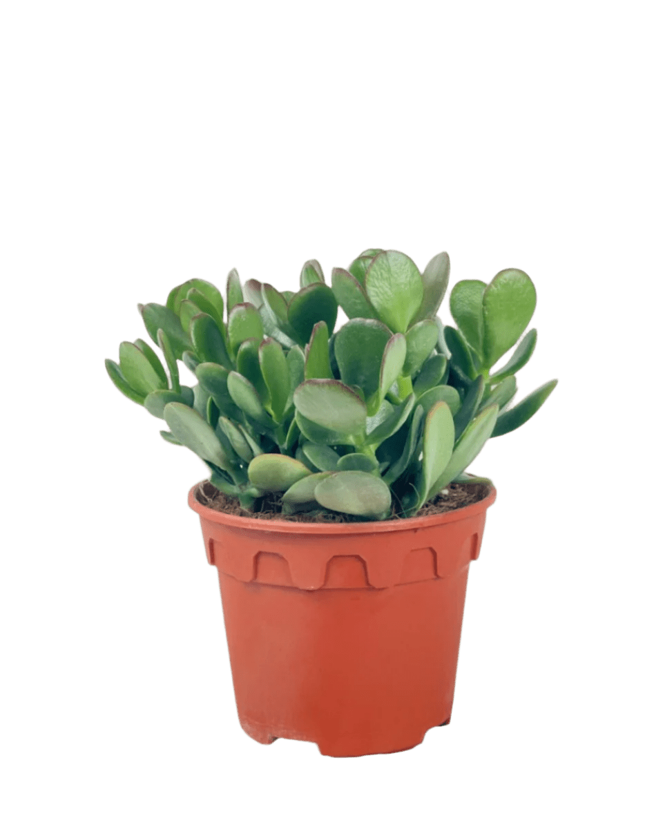 Crassula Ovata - Jade Plant - Potted plant - POTT - CRAS - GRW - 6146 - Tumbleweed Plants - Online Plant Delivery Singapore