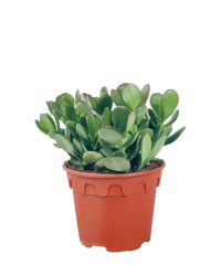 Crassula Ovata - Jade Plant - Potted plant - POTT - CRAS - GRW - 6146 - Tumbleweed Plants - Online Plant Delivery Singapore