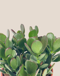 Crassula Ovata - Jade Plant - grow pot - Potted plant - Tumbleweed Plants - Online Plant Delivery Singapore