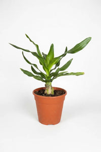 Crinum Superbum - Giant Spider Lily Bulb - Bulbs - BULB - CRIN - 7469 - Tumbleweed Plants - Online Plant Delivery Singapore