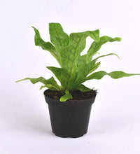 Crocodile Fern - Potted plant - Tumbleweed Plants - Online Plant Delivery Singapore