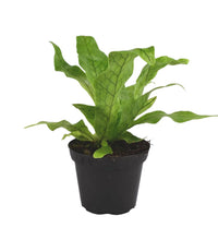 Crocodile Fern - Potted plant - Tumbleweed Plants - Online Plant Delivery Singapore