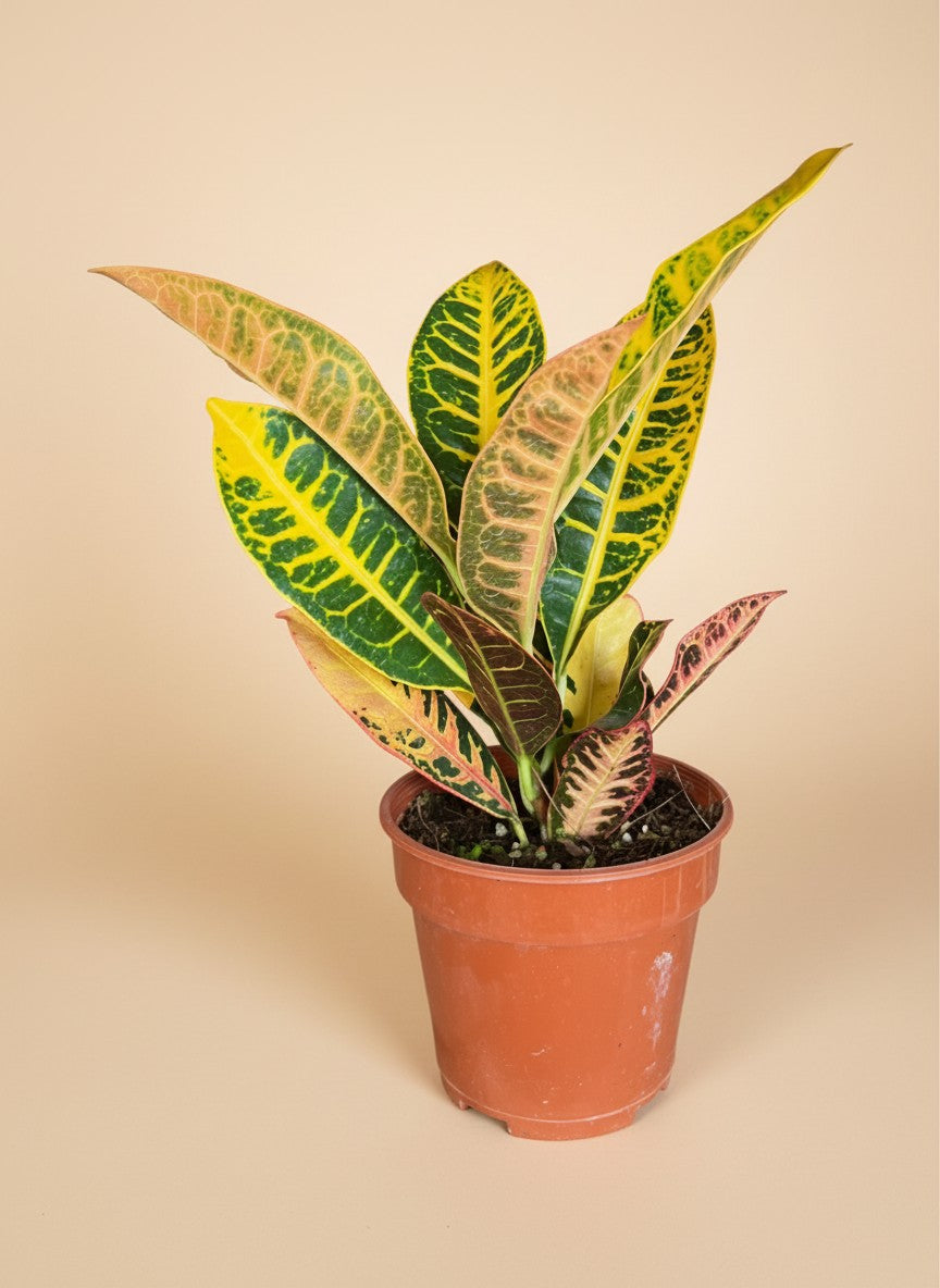 Croton Petra - Potted plant -  - Tumbleweed Plants - Online Plant Delivery Singapore