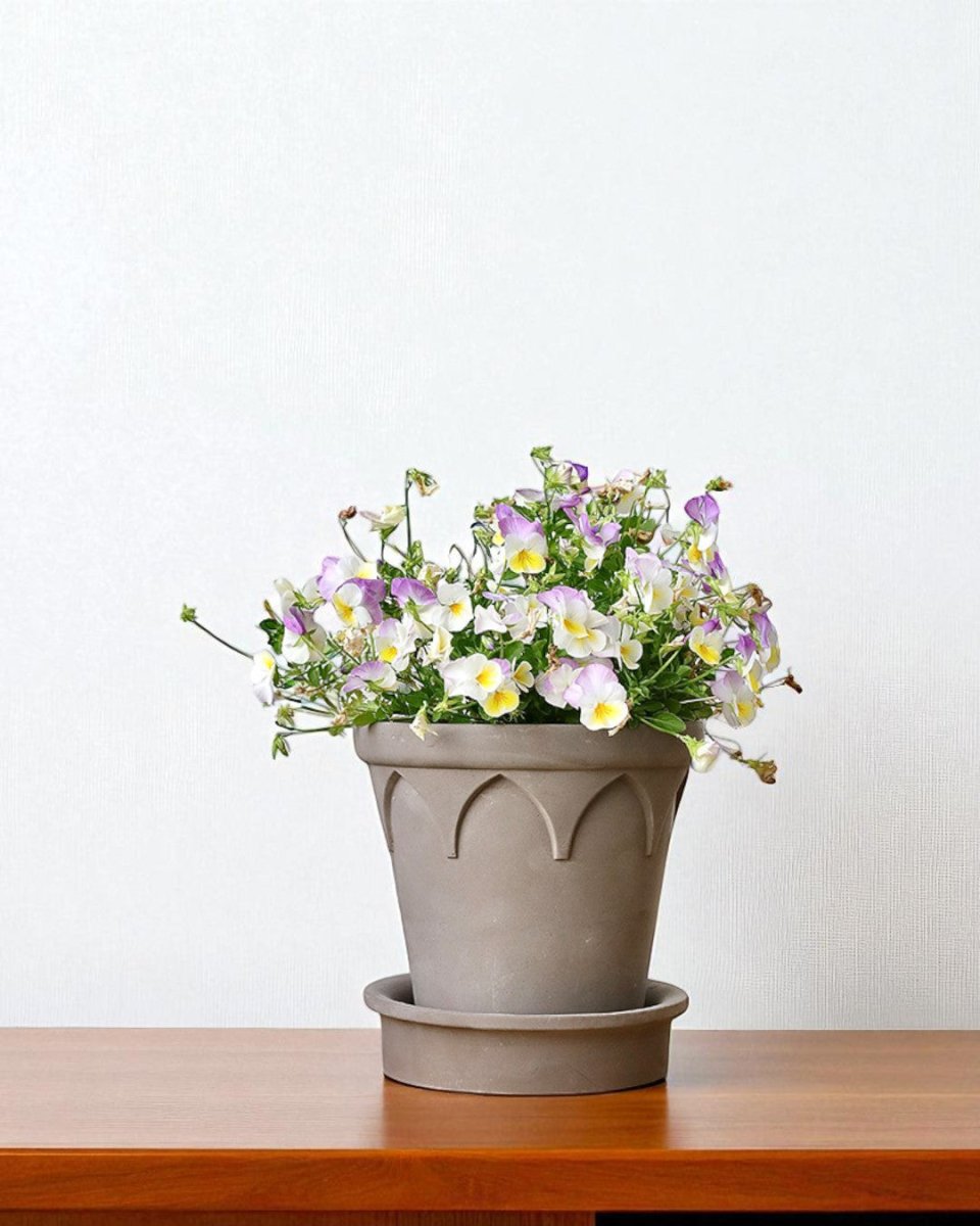 Crown Planter - Planter - 5486229020147 - Tumbleweed Plants - Online Plant Delivery Singapore