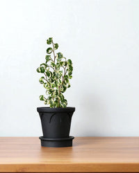 Crown Planter - Planter - 5486229020147 - Tumbleweed Plants - Online Plant Delivery Singapore