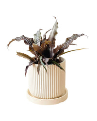 Cryptanthus Black Mystic - grow pot - Potted plant - Tumbleweed Plants - Online Plant Delivery Singapore