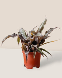 Cryptanthus Black Mystic - grow pot - Potted plant - Tumbleweed Plants - Online Plant Delivery Singapore