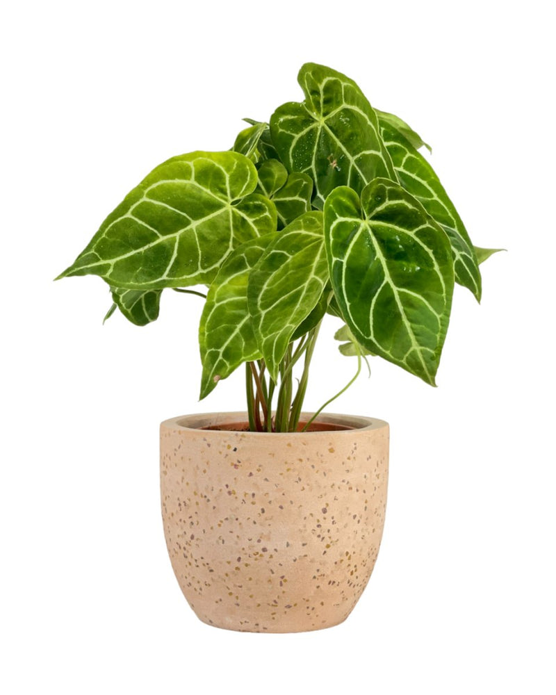 Crystal Anthurium Plant - medium egg pot - pink - Potted plant - Tumbleweed Plants - Online Plant Delivery Singapore