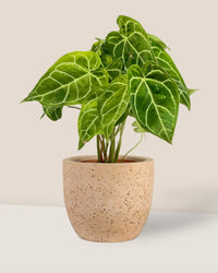 Crystal Anthurium Plant - medium egg pot - pink - Potted plant - Tumbleweed Plants - Online Plant Delivery Singapore