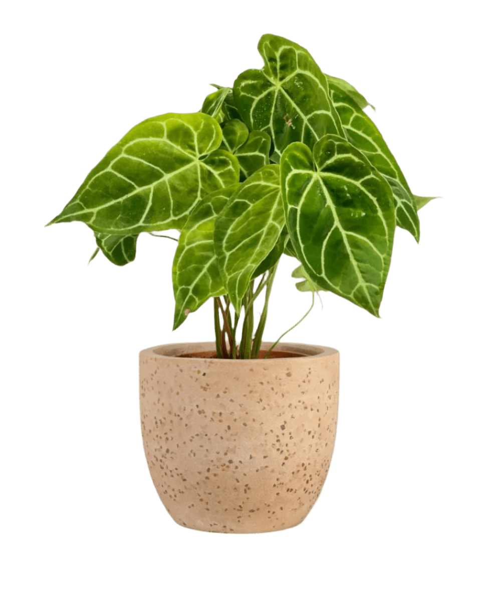 Crystal Anthurium Plant - Potted plant - POTT - CRYS - TRR - 5464 - Tumbleweed Plants - Online Plant Delivery Singapore