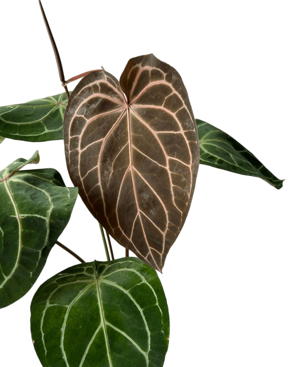 Crystal Red Anthurium - Potted plant - CRYS - 7241 - Tumbleweed Plants - Online Plant Delivery Singapore