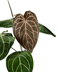 Crystal Red Anthurium - Potted plant - CRYS - 7241 - Tumbleweed Plants - Online Plant Delivery Singapore
