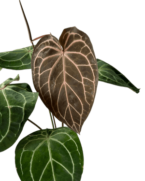 Crystal Red Anthurium - Potted plant - CRYS - 7241 - Tumbleweed Plants - Online Plant Delivery Singapore