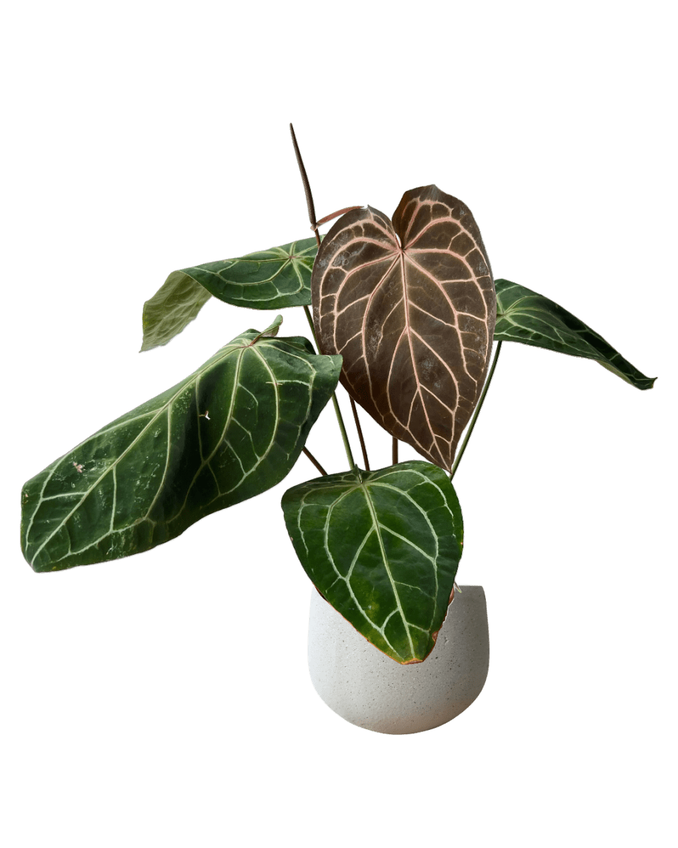 Crystal Red Anthurium - Potted plant - CRYS - 7241 - Tumbleweed Plants - Online Plant Delivery Singapore