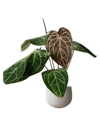 Crystal Red Anthurium - Potted plant - CRYS - 7241 - Tumbleweed Plants - Online Plant Delivery Singapore