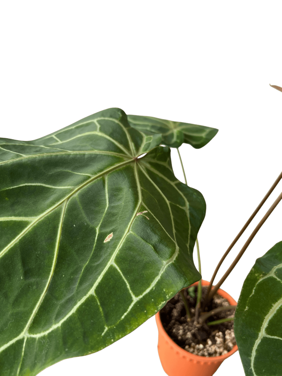Crystal Red Anthurium - Potted plant - CRYS - 7241 - Tumbleweed Plants - Online Plant Delivery Singapore