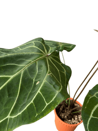 Crystal Red Anthurium - Potted plant - CRYS - 7241 - Tumbleweed Plants - Online Plant Delivery Singapore