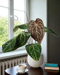 Crystal Red Anthurium - Potted plant - CRYS - 7241 - Tumbleweed Plants - Online Plant Delivery Singapore