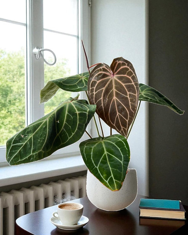 Crystal Red Anthurium - Potted plant - CRYS - 7241 - Tumbleweed Plants - Online Plant Delivery Singapore