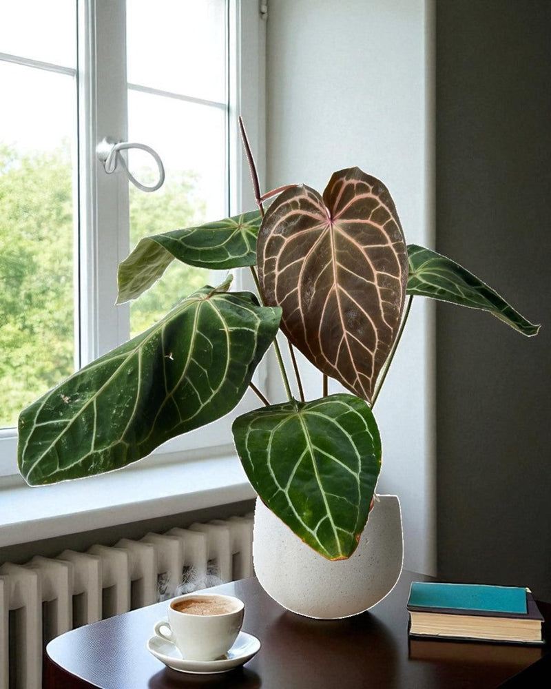 Crystal Red Anthurium - Potted plant - CRYS - 7241 - Tumbleweed Plants - Online Plant Delivery Singapore