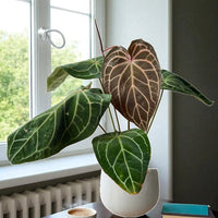Crystal Red Anthurium