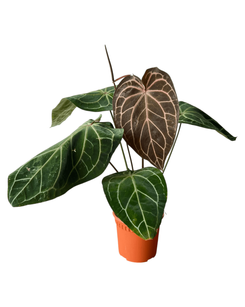 Crystal Red Anthurium - Potted plant - CRYS - 7241 - Tumbleweed Plants - Online Plant Delivery Singapore