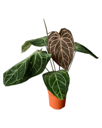 Crystal Red Anthurium - Potted plant - CRYS - 7241 - Tumbleweed Plants - Online Plant Delivery Singapore