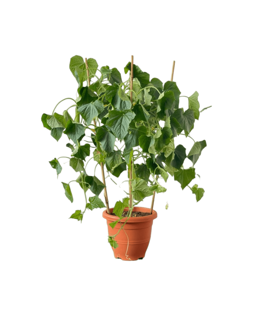 Cucumber Plant - Potted plant - POTT - CUCU - GRW - 5727 - Tumbleweed Plants - Online Plant Delivery Singapore