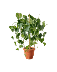 Cucumber Plant - Potted plant - POTT - CUCU - GRW - 5727 - Tumbleweed Plants - Online Plant Delivery Singapore