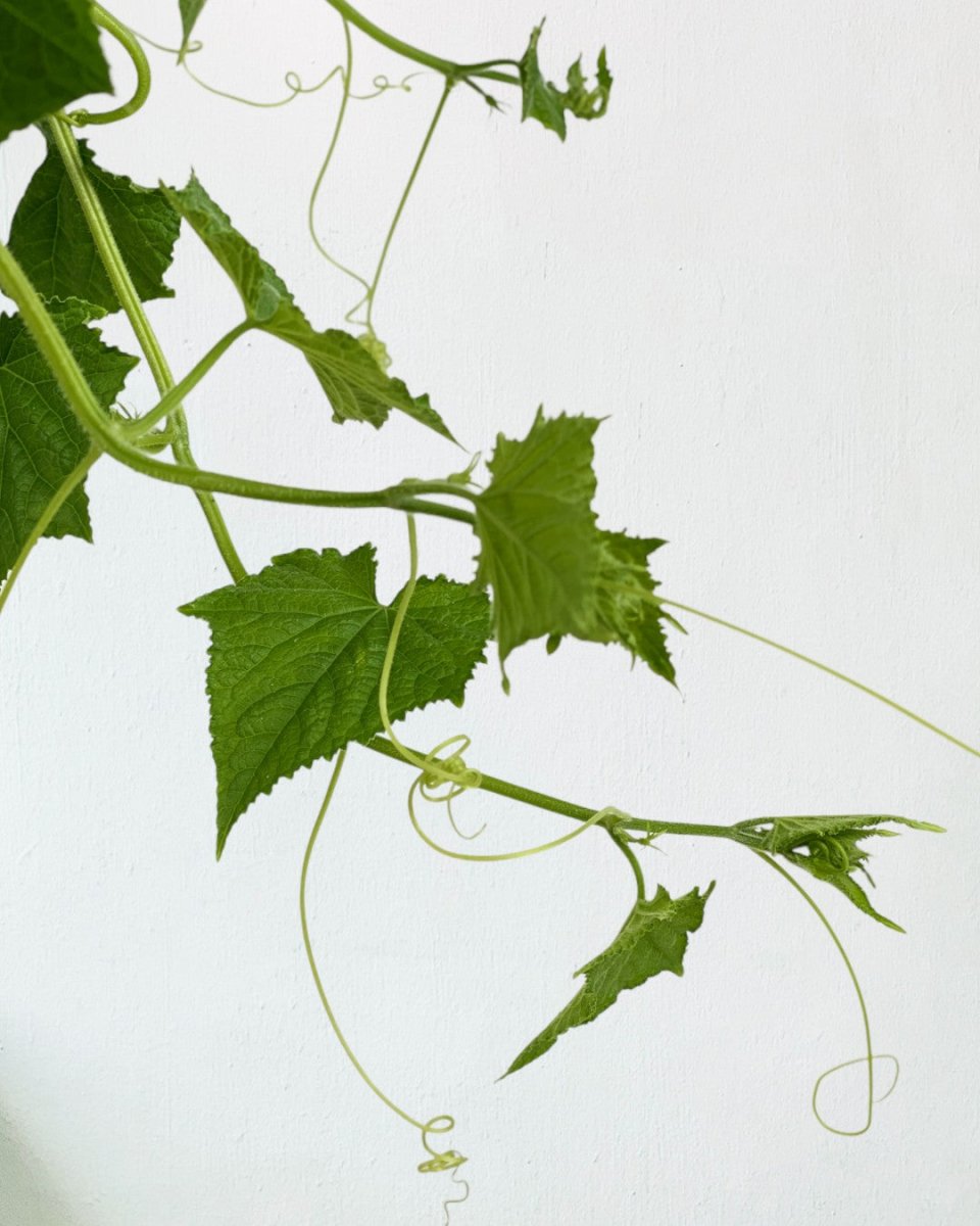 Cucumber Plant - grow pot - Potted plant - Tumbleweed Plants - Online Plant Delivery Singapore