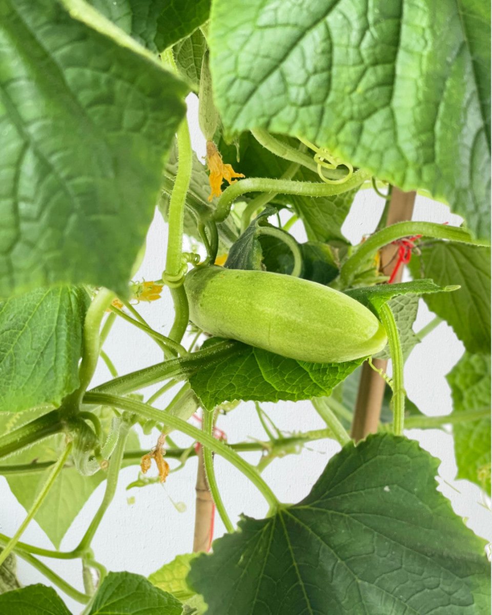 Cucumber Plant - grow pot - Potted plant - Tumbleweed Plants - Online Plant Delivery Singapore