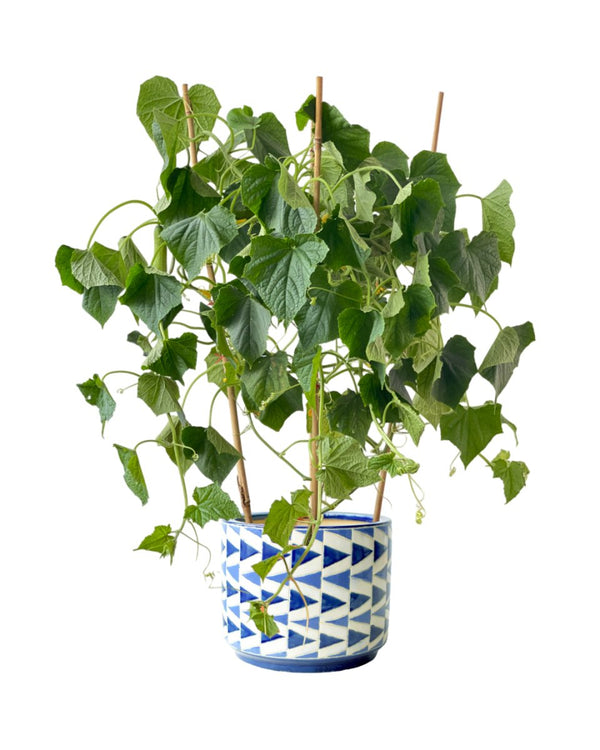 Cucumber Plant - grow pot - Potted plant - Tumbleweed Plants - Online Plant Delivery Singapore