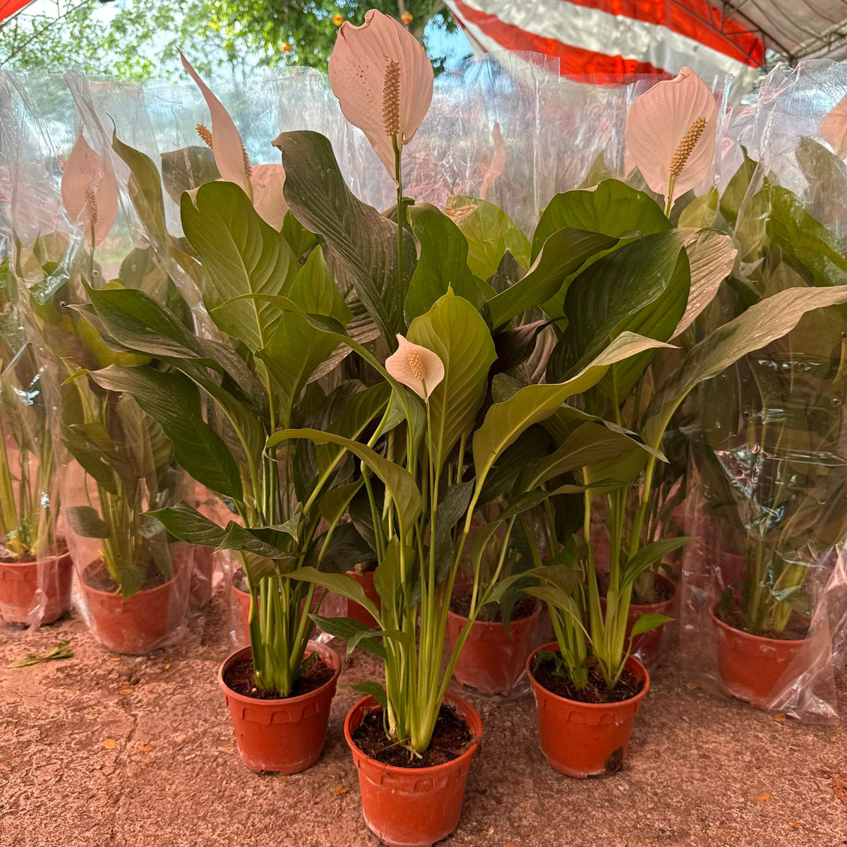peace lily with big leaves Peace Lily Big Leaf