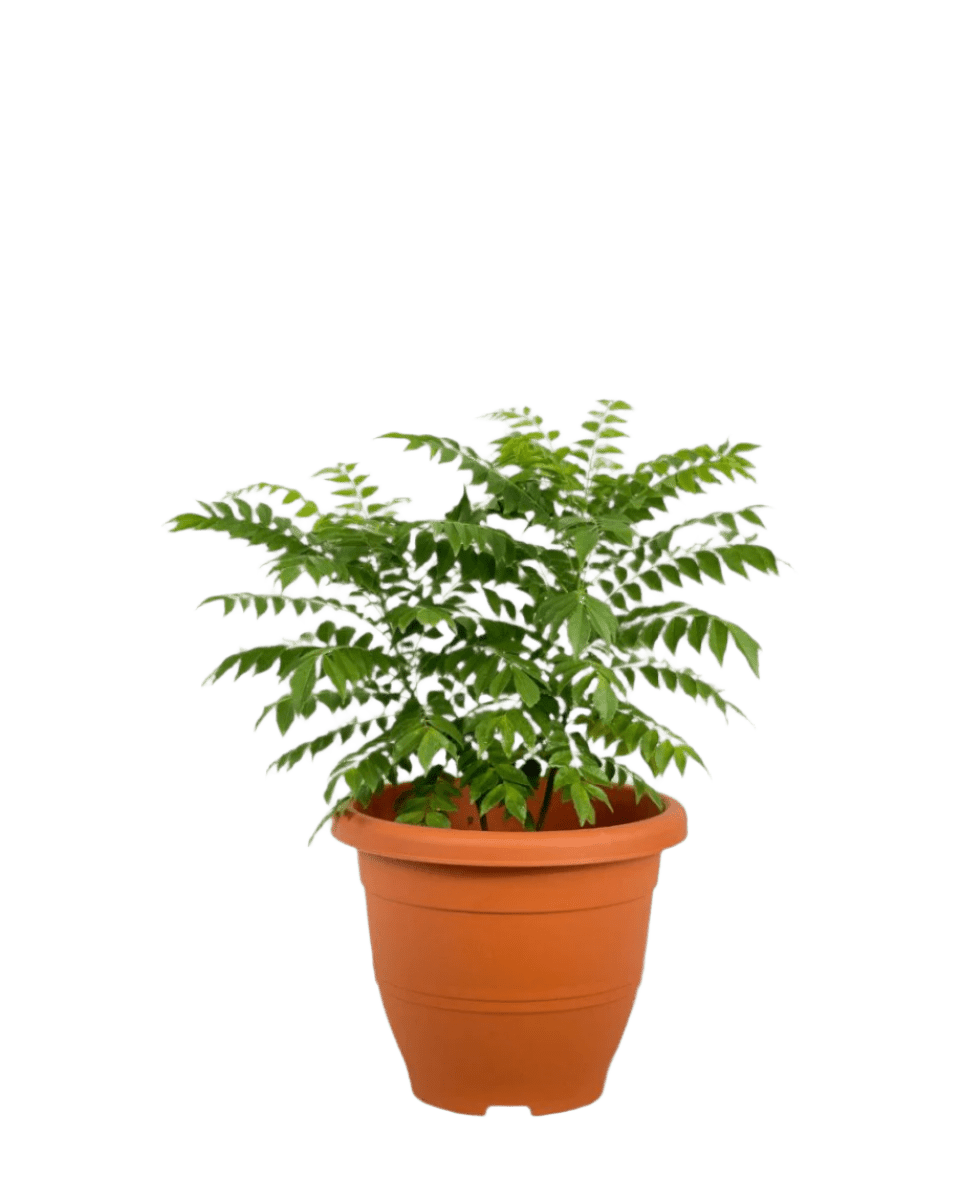 Curry Leaf Plant - Potted plant - POTT - CURR - GRW - 5991 - Tumbleweed Plants - Online Plant Delivery Singapore