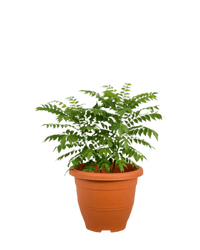 Curry Leaf Plant - Potted plant - POTT - CURR - GRW - 5991 - Tumbleweed Plants - Online Plant Delivery Singapore