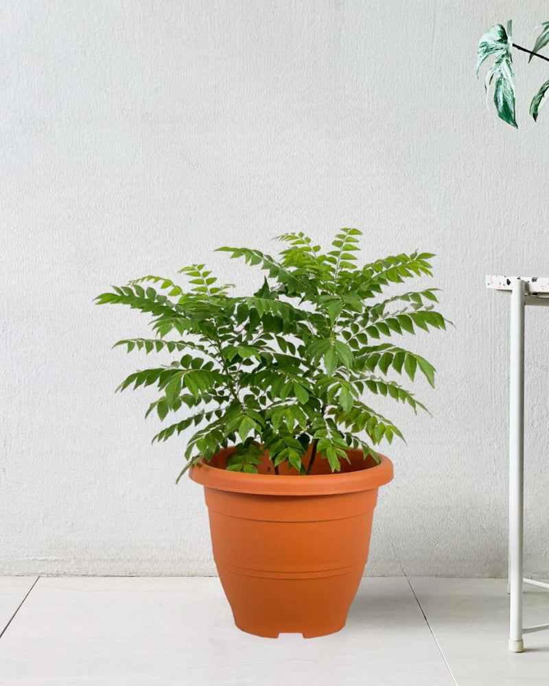 Curry Leaf Plant - grow pot - Potted plant - Tumbleweed Plants - Online Plant Delivery Singapore