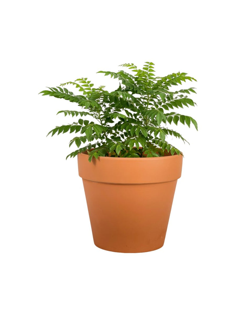Curry Leaf Plant - grow pot - Potted plant - Tumbleweed Plants - Online Plant Delivery Singapore