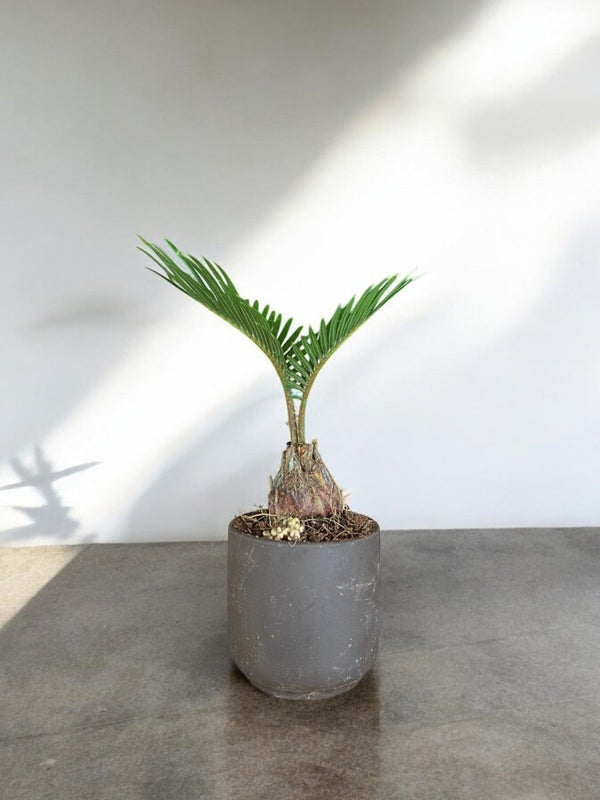 Cycas Japanese t - Cup Bonsai - Potted plant - POTT - CYCA - GRW - 6678 - Tumbleweed Plants - Online Plant Delivery Singapore