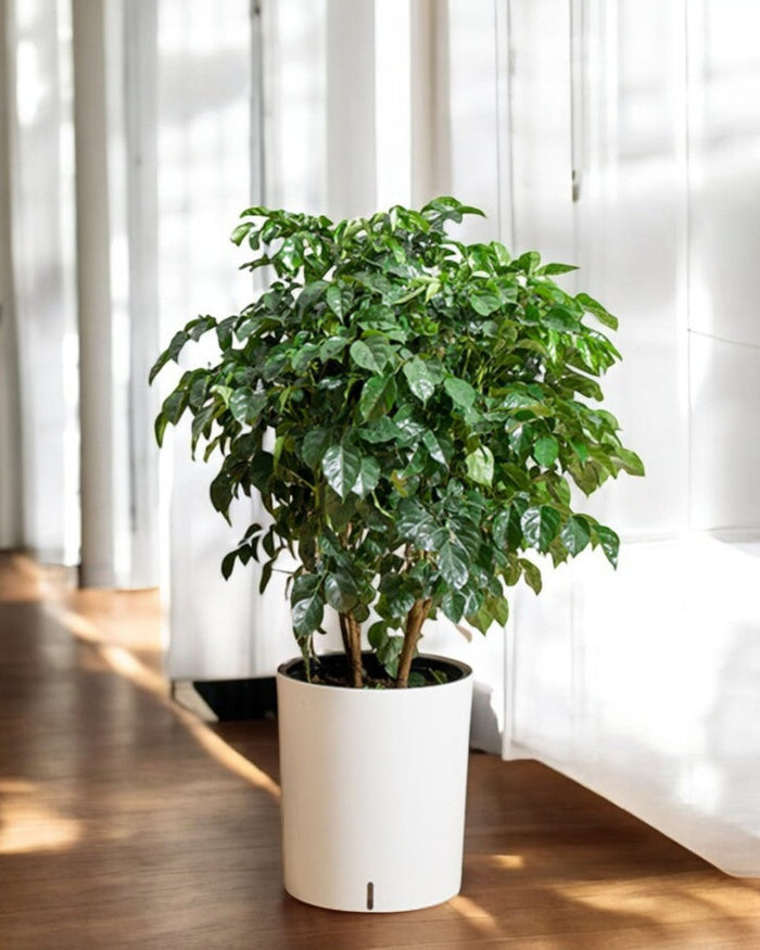 Cylinder HydroEase Pot - XL - Pots - 5526534104276 - Tumbleweed Plants - Online Plant Delivery Singapore