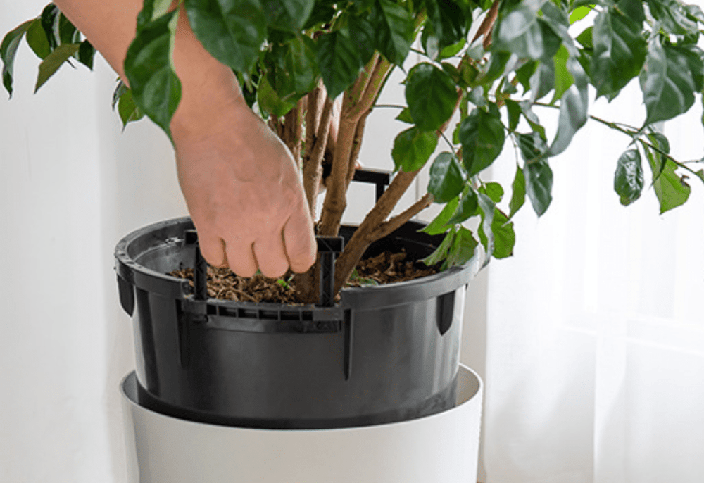 Cylinder HydroEase Pot - XL - Pots - 5526534104276 - Tumbleweed Plants - Online Plant Delivery Singapore