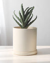 Cylinder Pot - Medium - Planter - 4763524261543 - Tumbleweed Plants - Online Plant Delivery Singapore